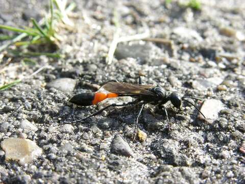 Image of Ammophila W. Kirby 1798