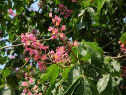 Image of red horse-chestnut