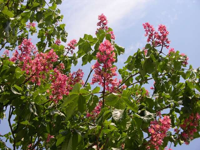 Image of red horse-chestnut