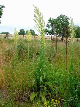 Image of showy mullein