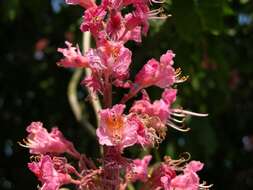 Image of red horse-chestnut