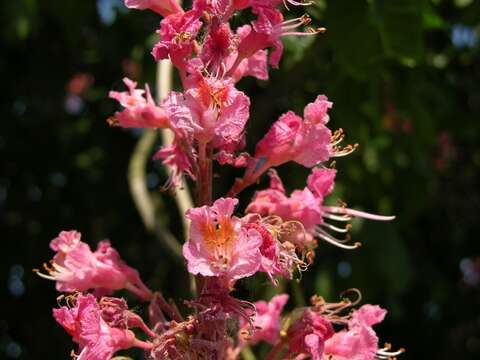 Imagem de Aesculus carnea Hayne