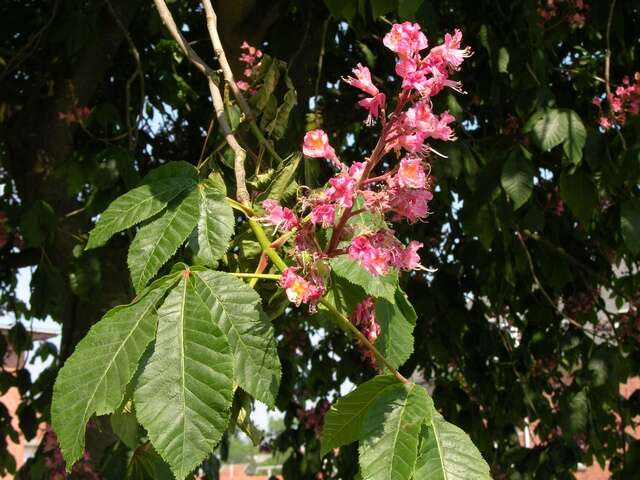 Image of red horse-chestnut