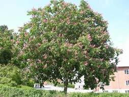 Image of red horse-chestnut