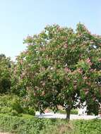 Image of red horse-chestnut