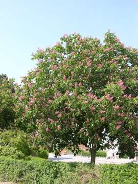 Imagem de Aesculus carnea Hayne