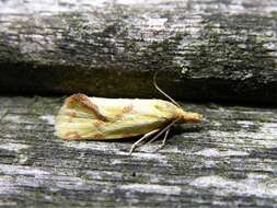 Image of Agapeta