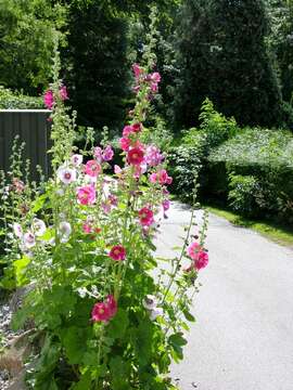 Image of hollyhock