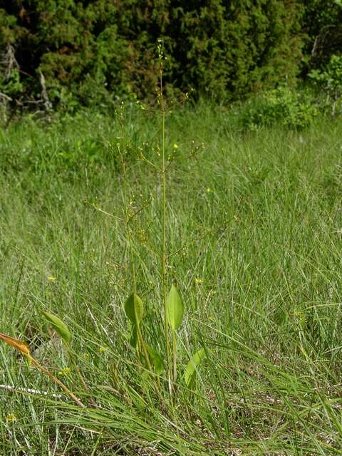 Image of <i>Alisma</i> lanceolatum × Alisma <i>plantago-aquatica</i>