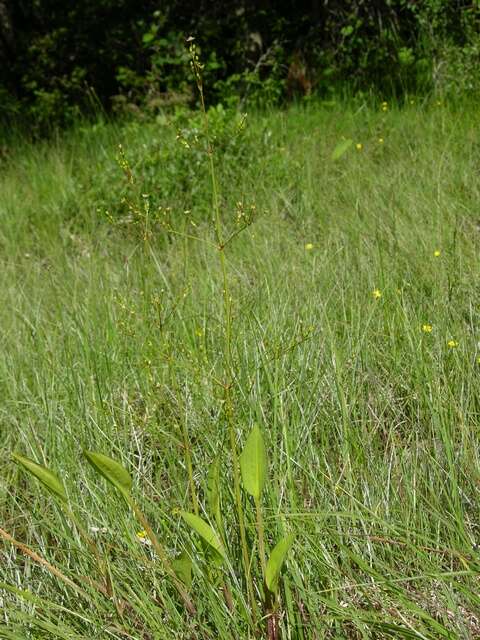 Image of <i>Alisma</i> lanceolatum × Alisma <i>plantago-aquatica</i>