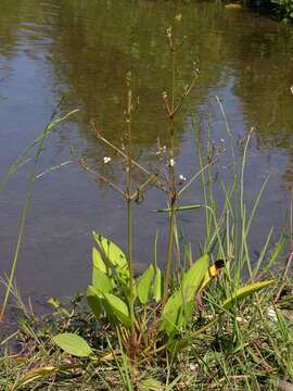 Image of water plantain