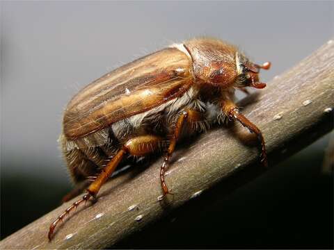 Image of European Chafers