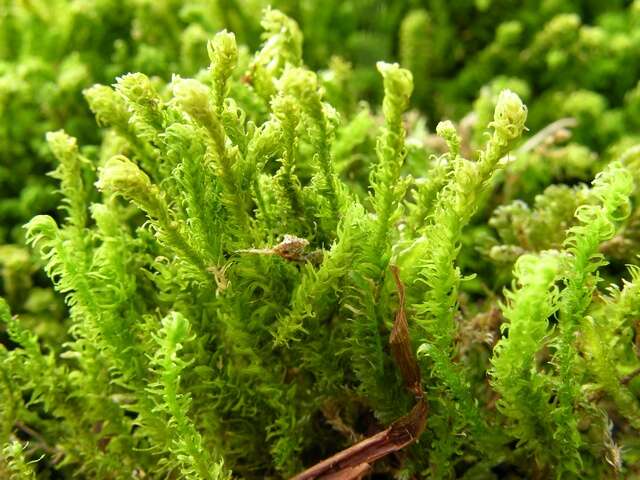 Image of anomodon moss