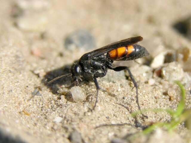 Image of Blue-Black Spider Wasps