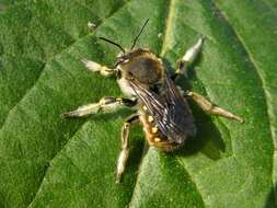 Image of Anthidium Fabricius 1804