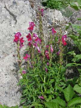 Image of Snap Dragons