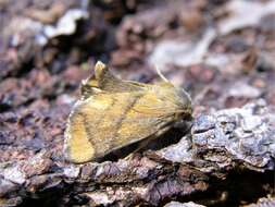Image of <i>Apoda limacodes</i>