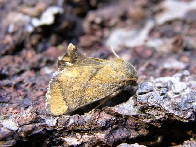 Image of <i>Apoda limacodes</i>