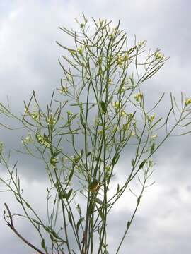 Plancia ëd Arabidopsis