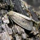 Image of brown-veined wainscot