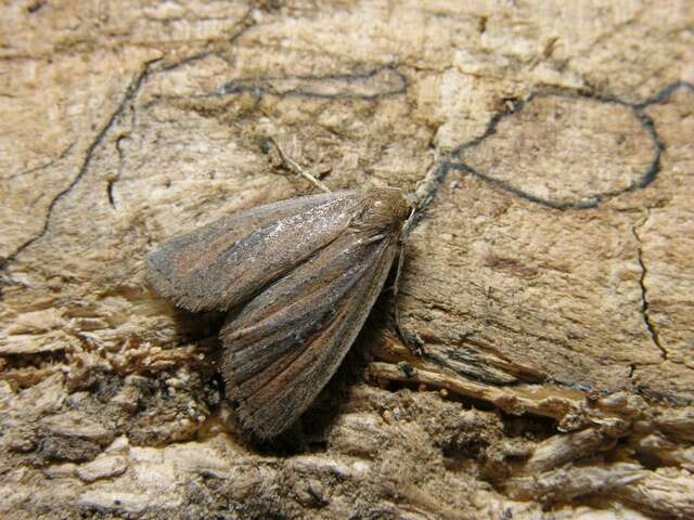 Image of white-mantled wainscot