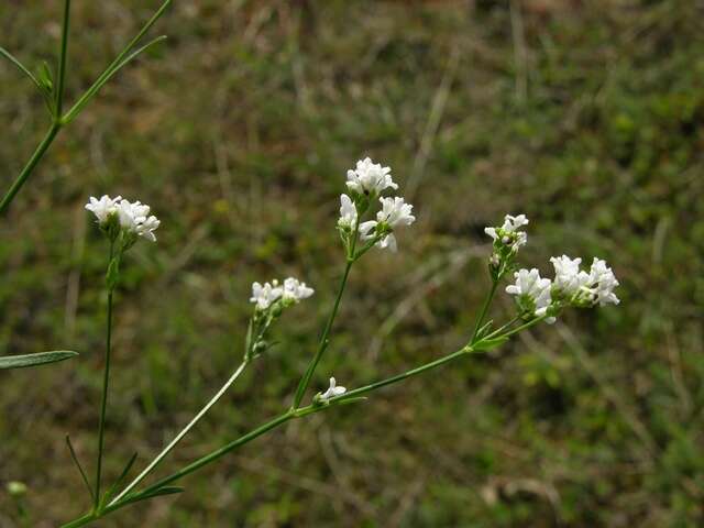 Image of woodruff