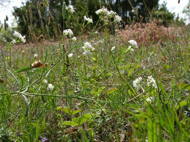 Image of woodruff