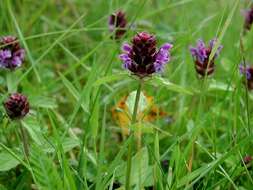 Image of selfheal