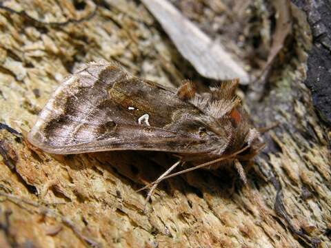 Imagem de Autographa