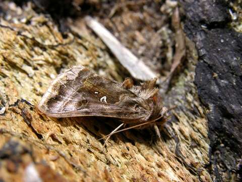 Imagem de Autographa