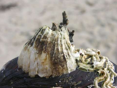Image of barnacle