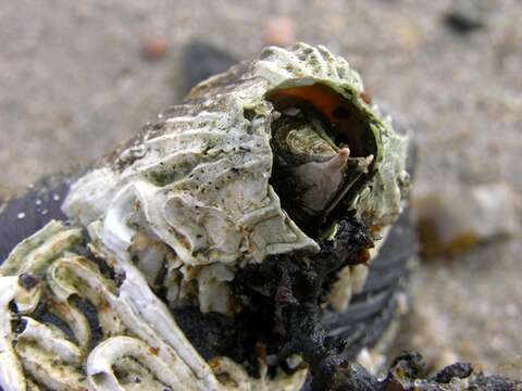 Image of barnacle