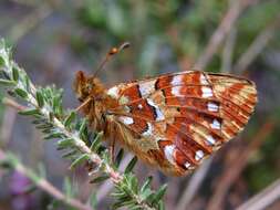 Image of Lesser Fritillaries