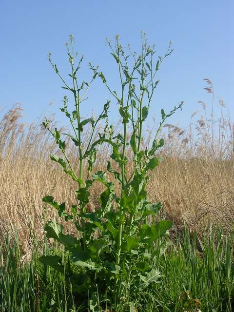 Image of cabbage