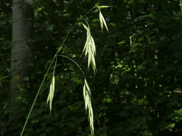 Image of hairy brome