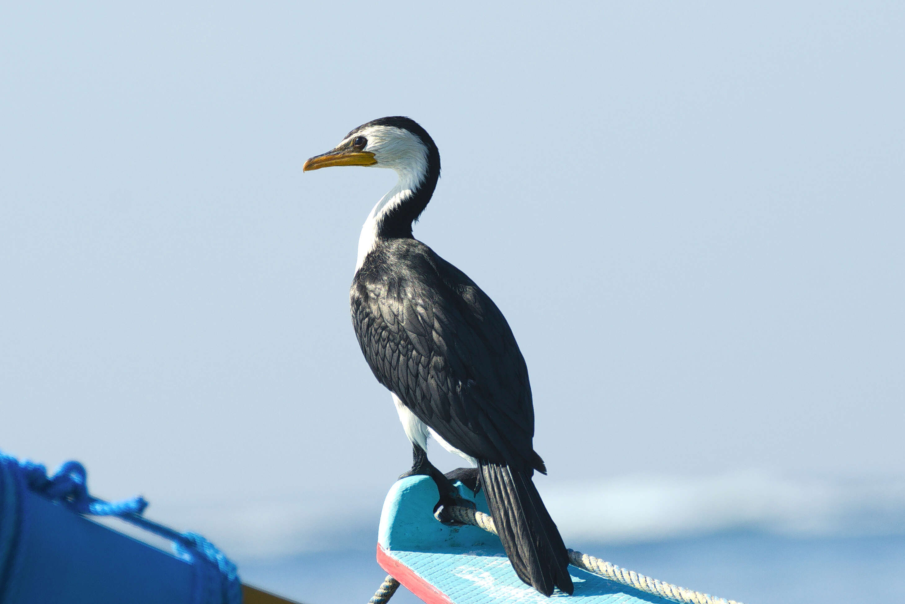 Image of Little Pied Cormorant