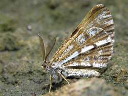 Bupalus resmi