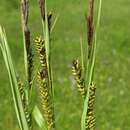 Carex acutiformis Ehrh. resmi