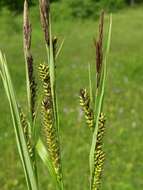 Image of Lesser Pond-Sedge