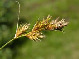 Plancia ëd Carex arenaria L.