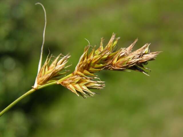 Plancia ëd Carex arenaria L.