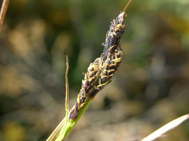 Image of Bigelow's sedge