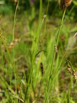 Image of hair-like sedge