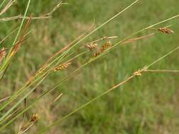 Image of distant sedge
