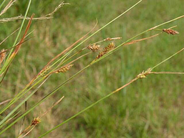 Image of distant sedge