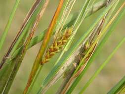 Image of distant sedge