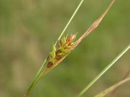 Image of distant sedge