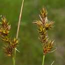 Image of Carex colchica J. Gay