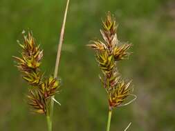 Image of Carex colchica J. Gay