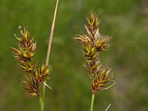 Image of Carex colchica J. Gay